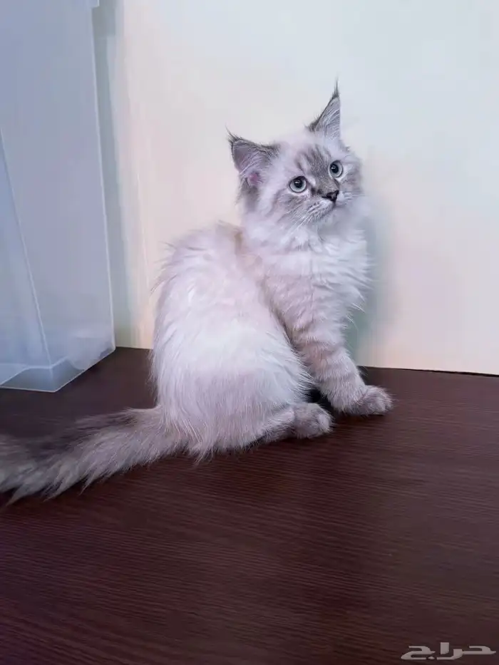 قطط سيامي 12