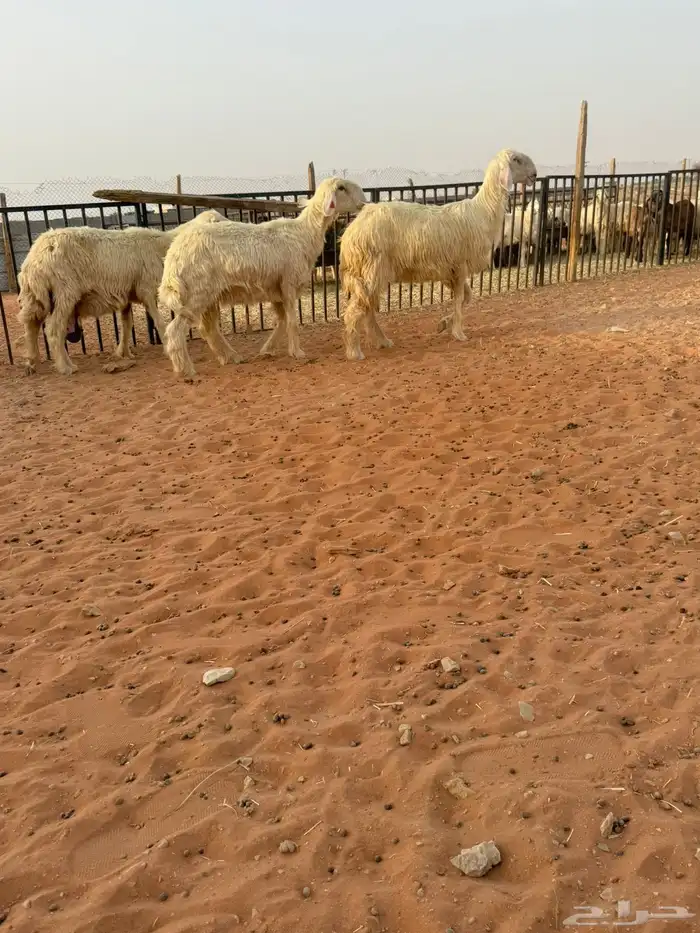 نجد عيس. 1