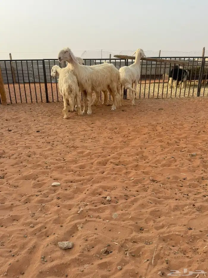 نجد عيس. 0
