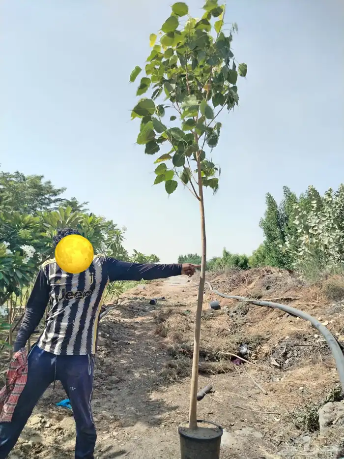 مشاتل مشتل للبيع الاشجار بالجملة جدة 0