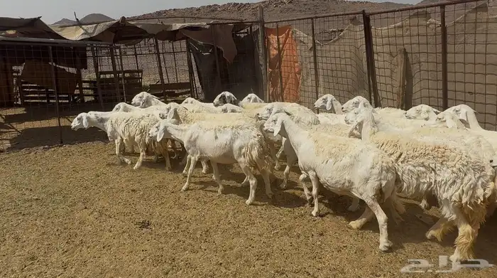 ضان حريات 1