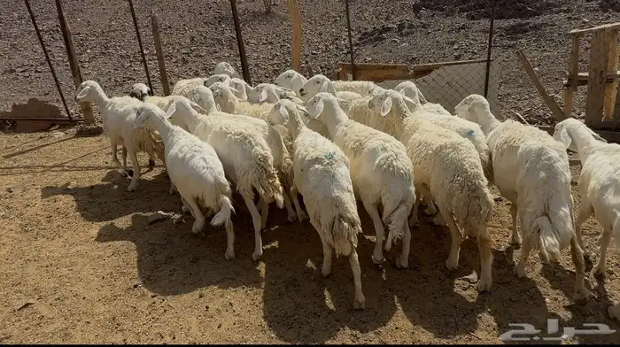 ضان حريات 0