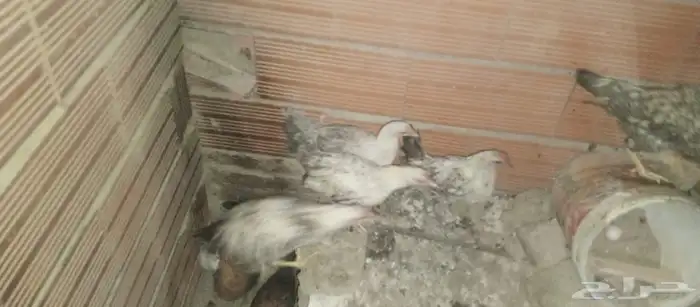 دجاج للبيع 5