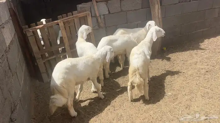 بهم كفو وسمان 1