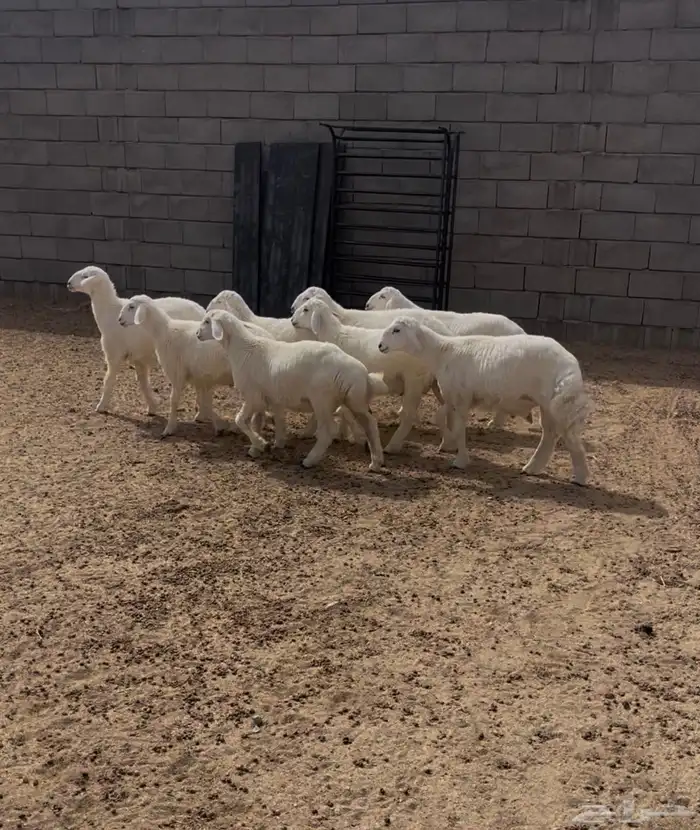 طليان للبيع 4