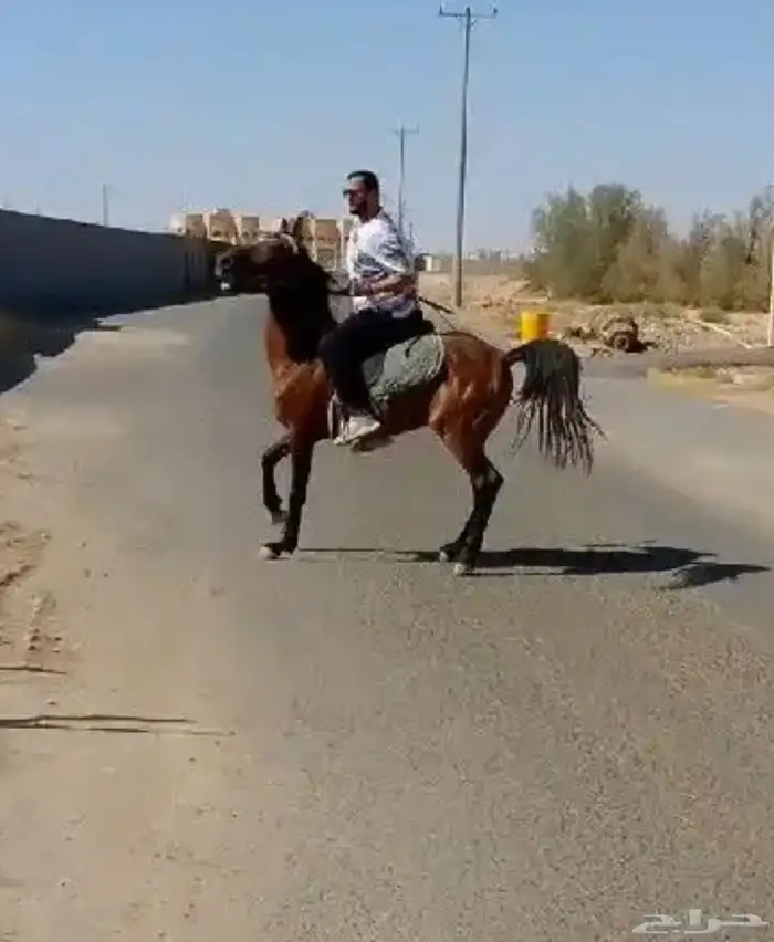 حصان إنجليزي للبيع 0