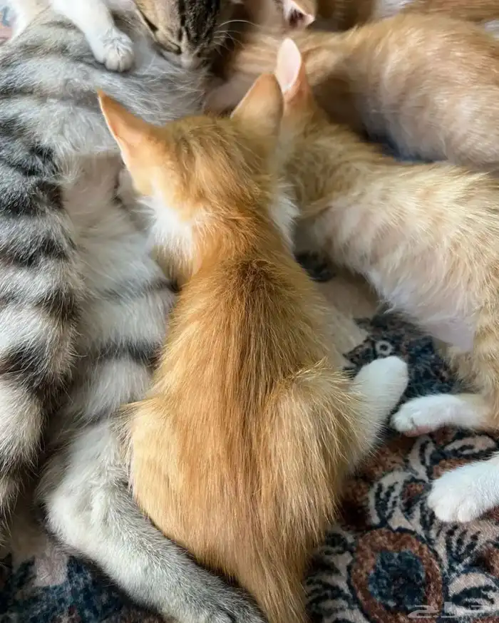 قطط 1
