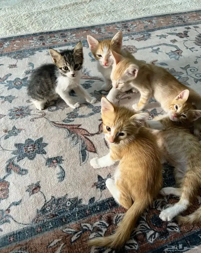قطط 0