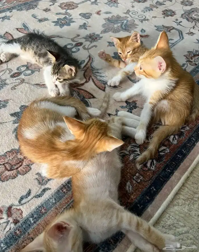 قطط 3