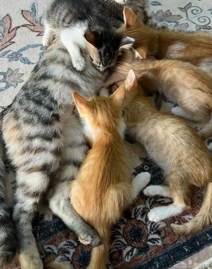 قطط 2