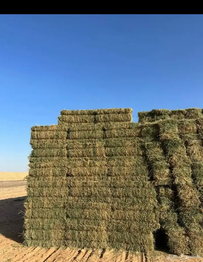 برسيم طبرجل بسيطا 4