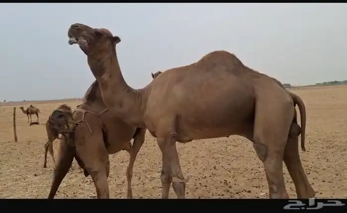 بعير فحل كفو للبيع 1
