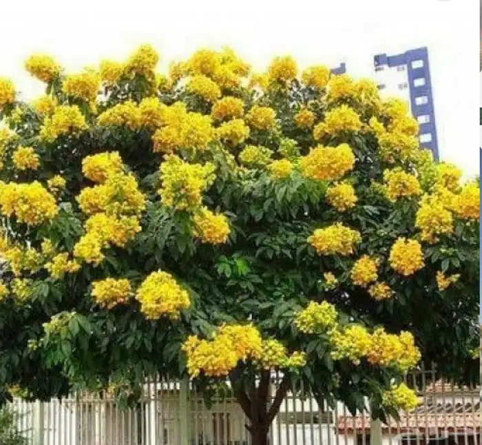 بذور أشجار الظل والزينة 0