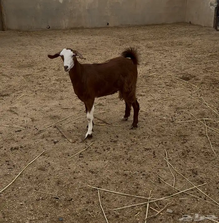عناق كفووو للبيع 3