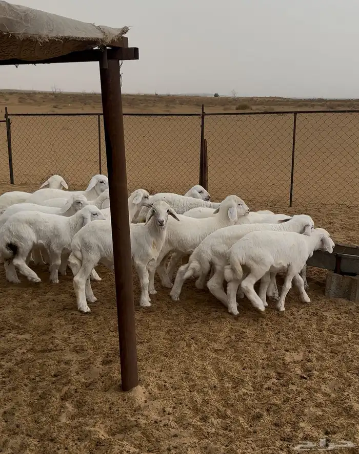 بهم تربية مراح واحد العدد14 1