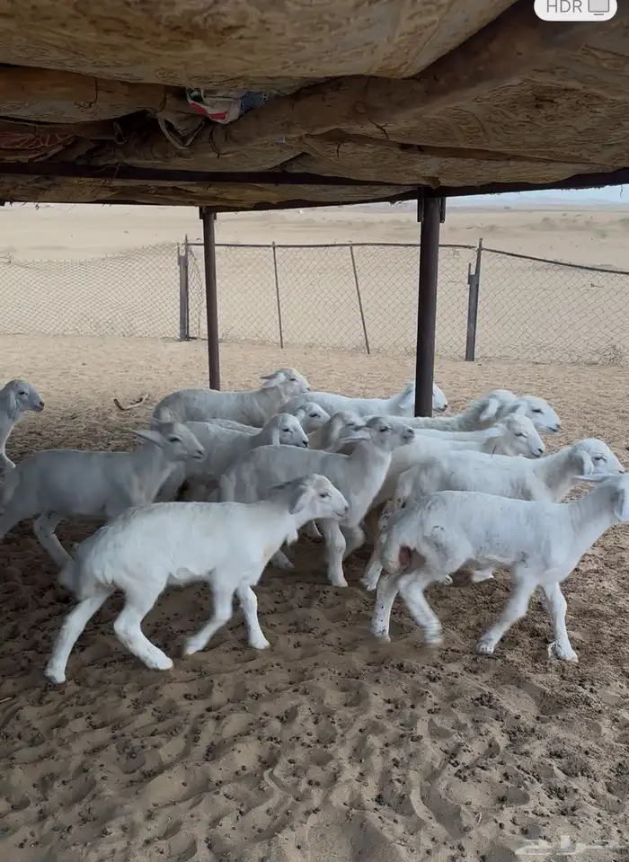 بهم تربية مراح واحد العدد14 0