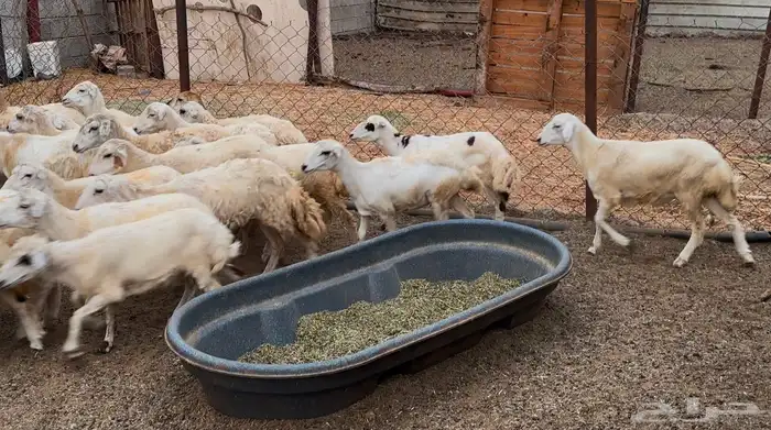 رخال مهجنات حريات 5