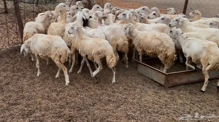 رخال مهجنات حريات 2
