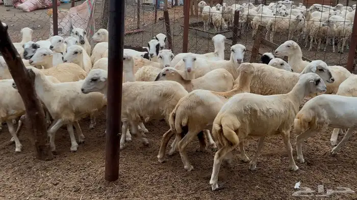 رخال مقاني فاخره 1