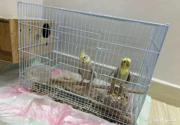 ببغاء 0