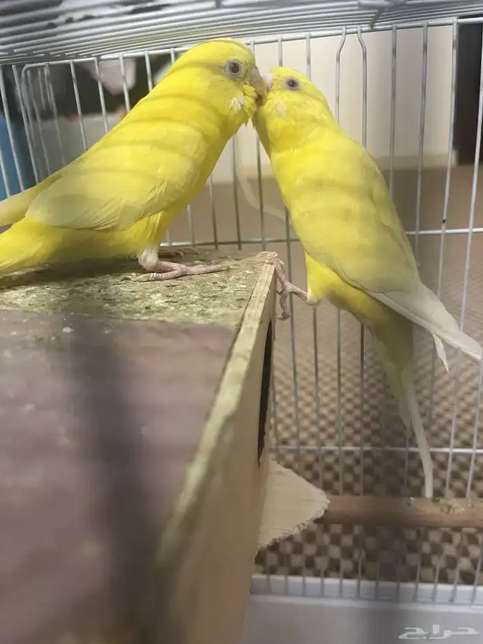 للبيع 1