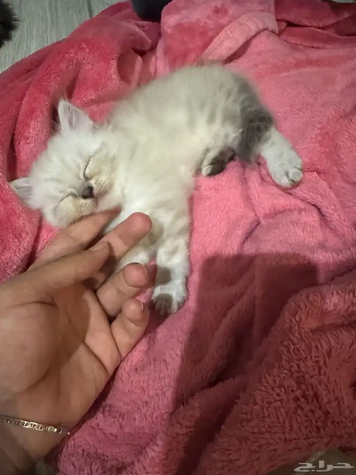 قط صغير للبيع شيرازي 0