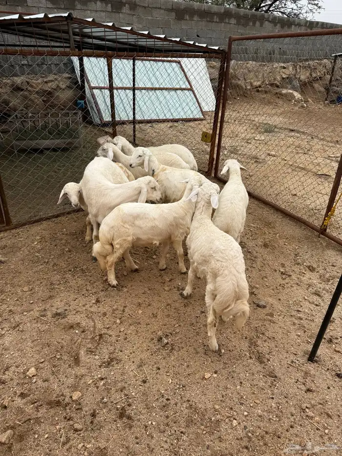 ذبايح للبيع فل شحم 0