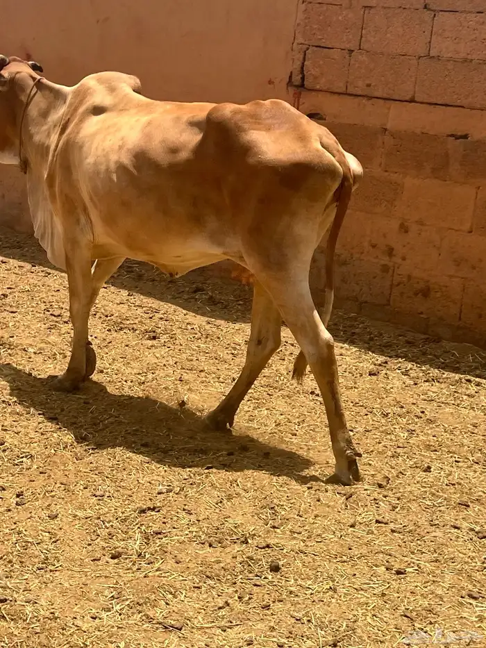 بقرة طيبة 1