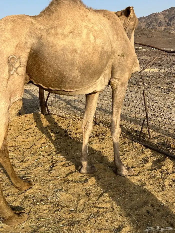 لقحه ملاقي ب 6200 يبلاش 2