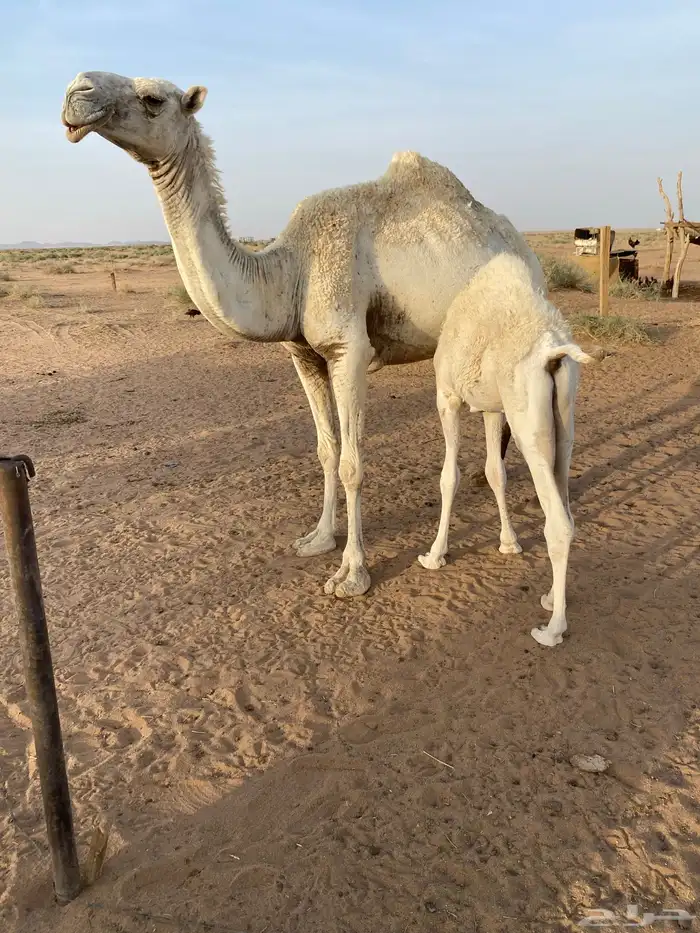خلفه وضحا 0