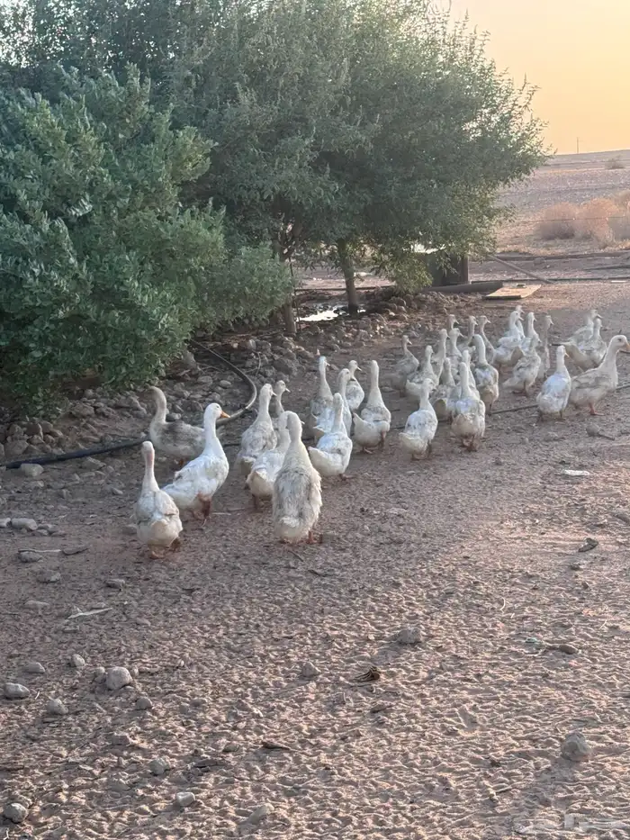 بط بكيني سوبر جامبو 0