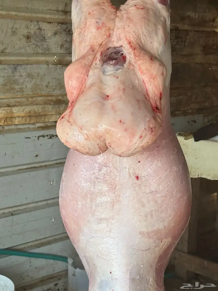 ذبايح 6