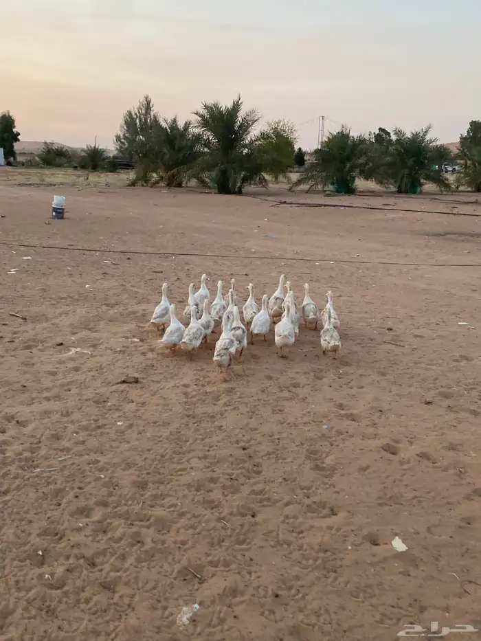 بط بكيني 1
