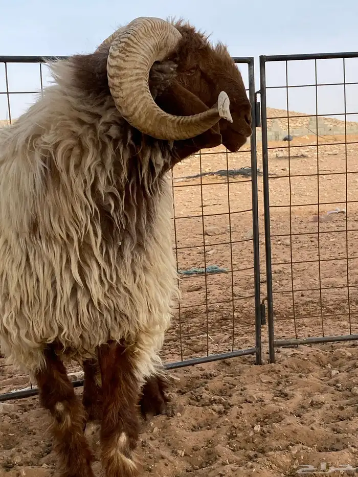 خروف نعيمي صنف 0