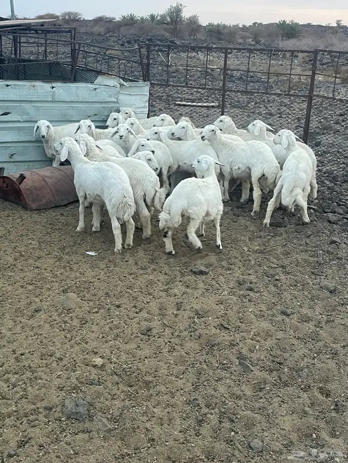 بهم طيب فيه الخال وفيه طليان واكثر الخال 2