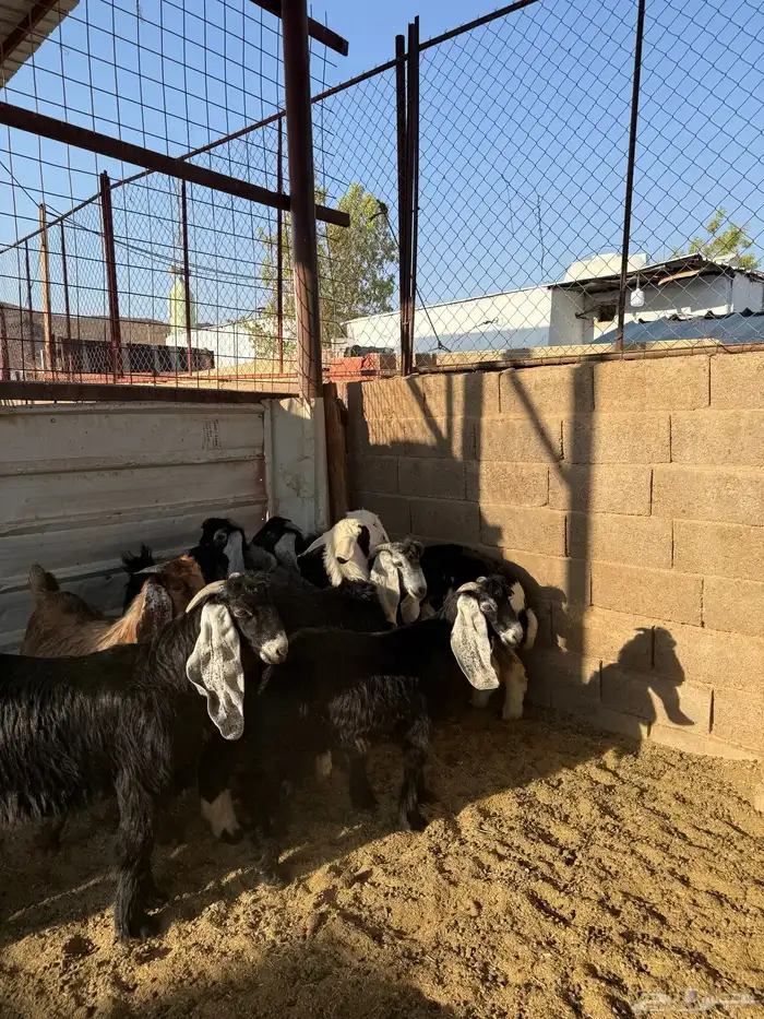 طليان وتيوس ذبائح نظيفه ع الشرط ( سلخ وتوصيل ) 4