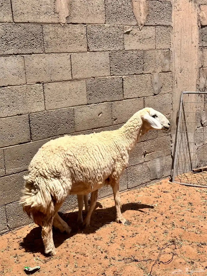 حريه صنننف الصنف ثنيه 1