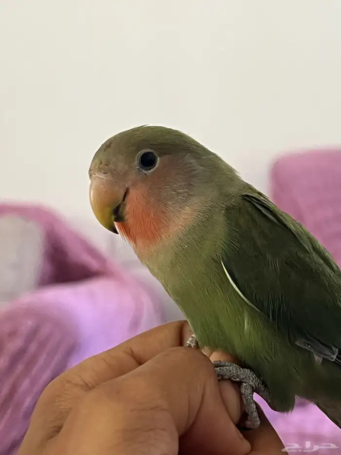 روز الييف 1