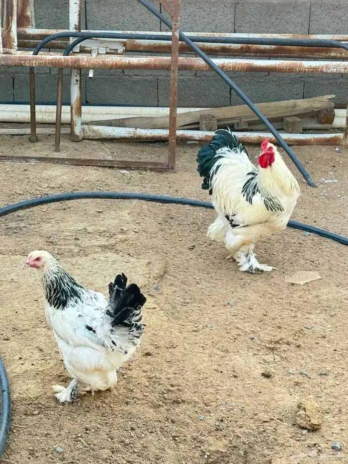 ديك ودجاجه براهما صنف 1