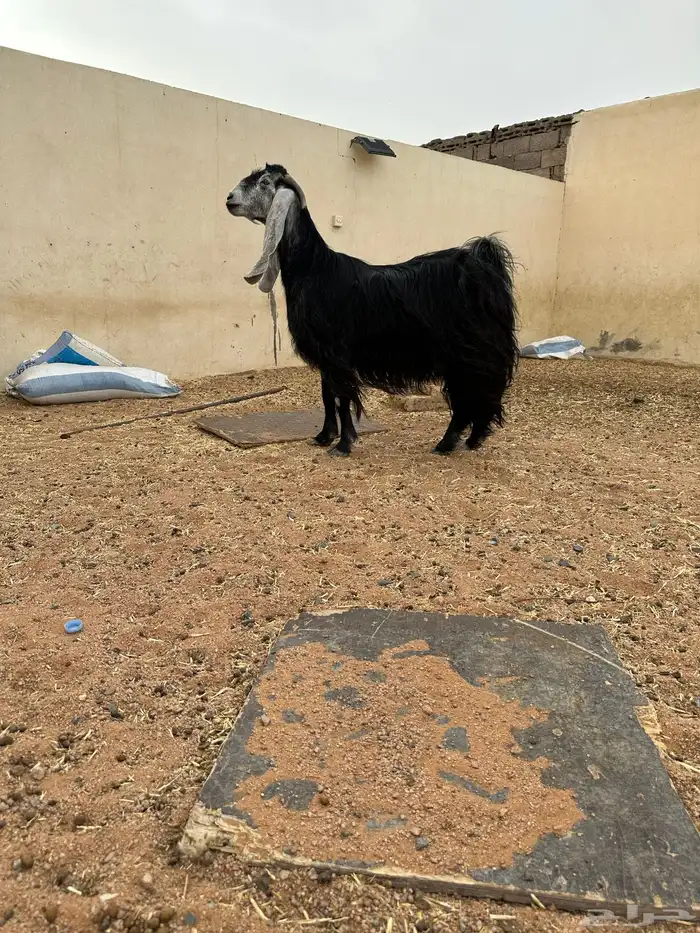 عنزين عوارض فواخر 1