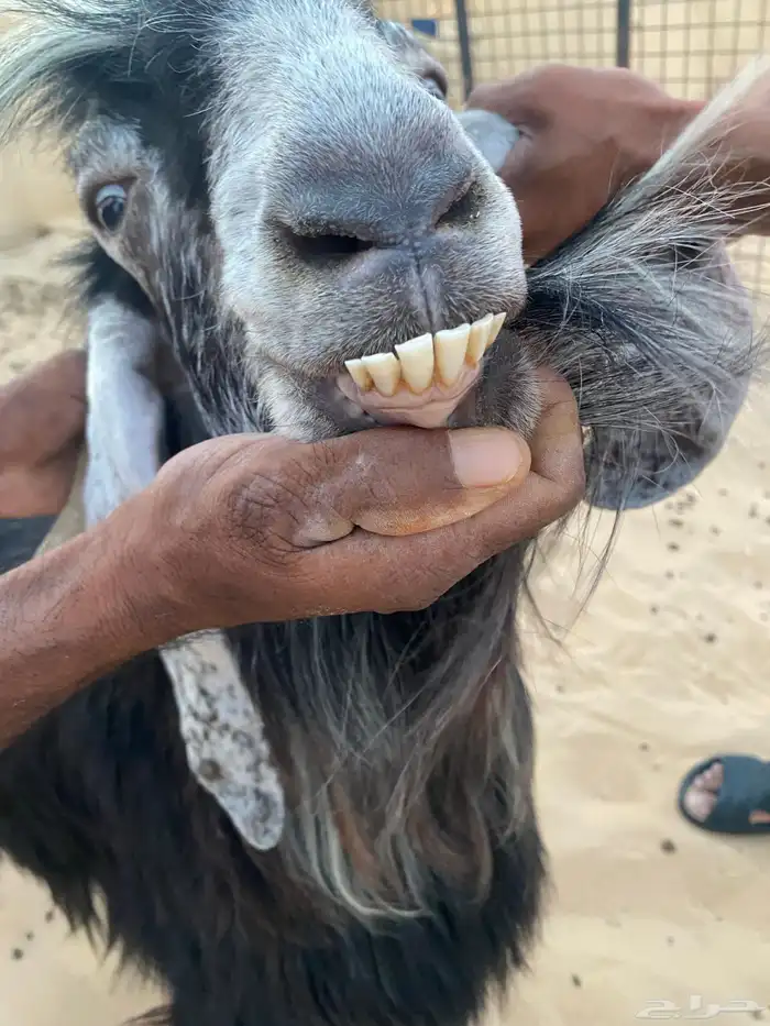 تيس عارضي طيب للبيع شرط صحه ونضافه 1