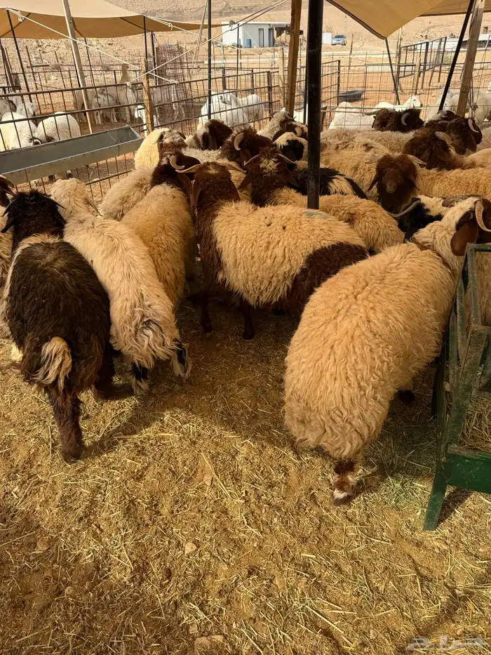 ذبايح بلدي حري ونعيمي متوفر تمارا 100 تقييم 7