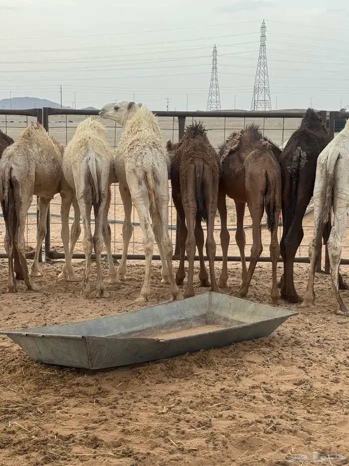 حشو تربية 5
