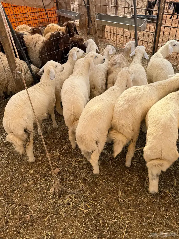 ذبايح بلدي حري ونعيمي متوفر تمارا 100 تقييم 11