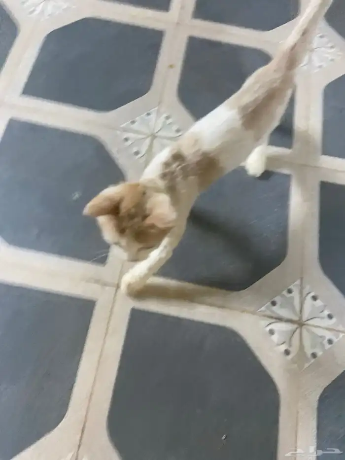 قط للتبني 3