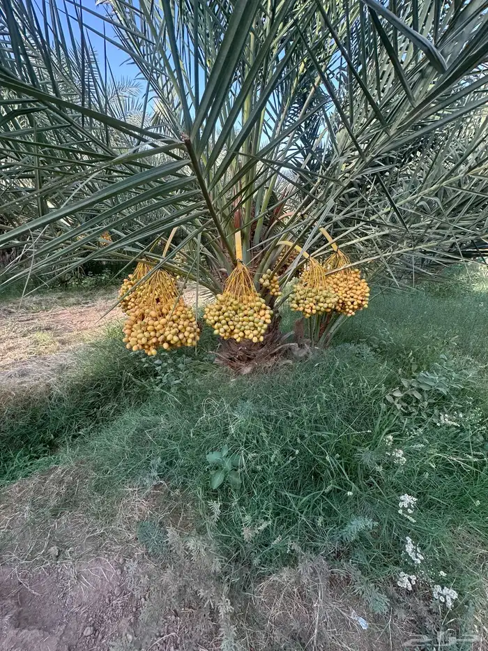 نخل سلطان وهلالي وبرحي وخلاص وصقعي وهشيشي وأنواع أخرى 1