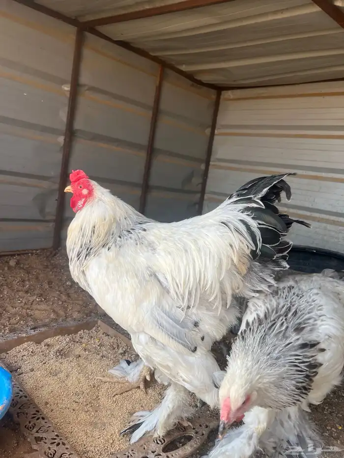 دجاج 3