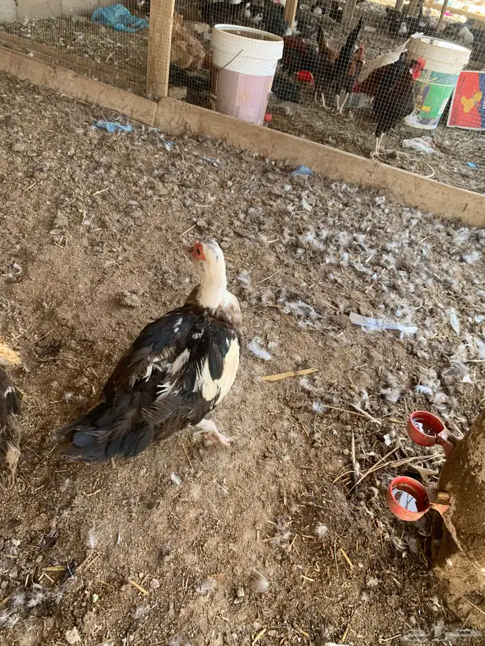 بط للبيع 4
