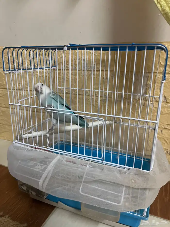 بغبغاء روز 5