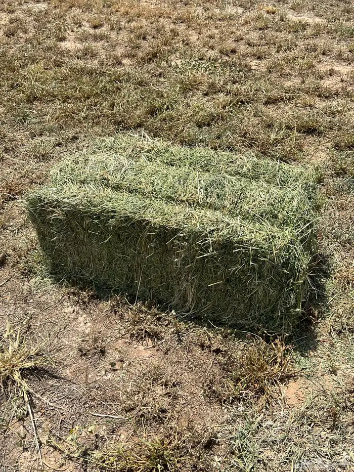 المذنب المذنب 7